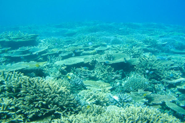 日本最大級のサンゴ礁 宮古島の 八重干瀬 やびじ とは エグチホールディングス株式会社