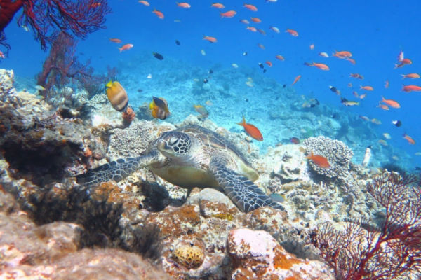 宮古島：「八重干瀬」のサンゴ礁