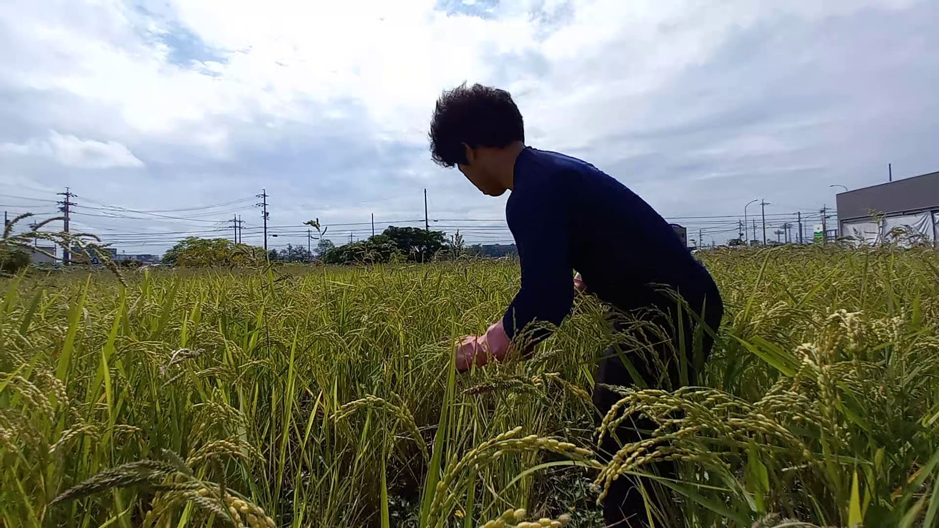 稲とヒエを見分けながら雑草を抜く農業クラブ部員